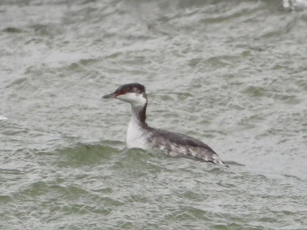 Svasso cornuto - ML646435146