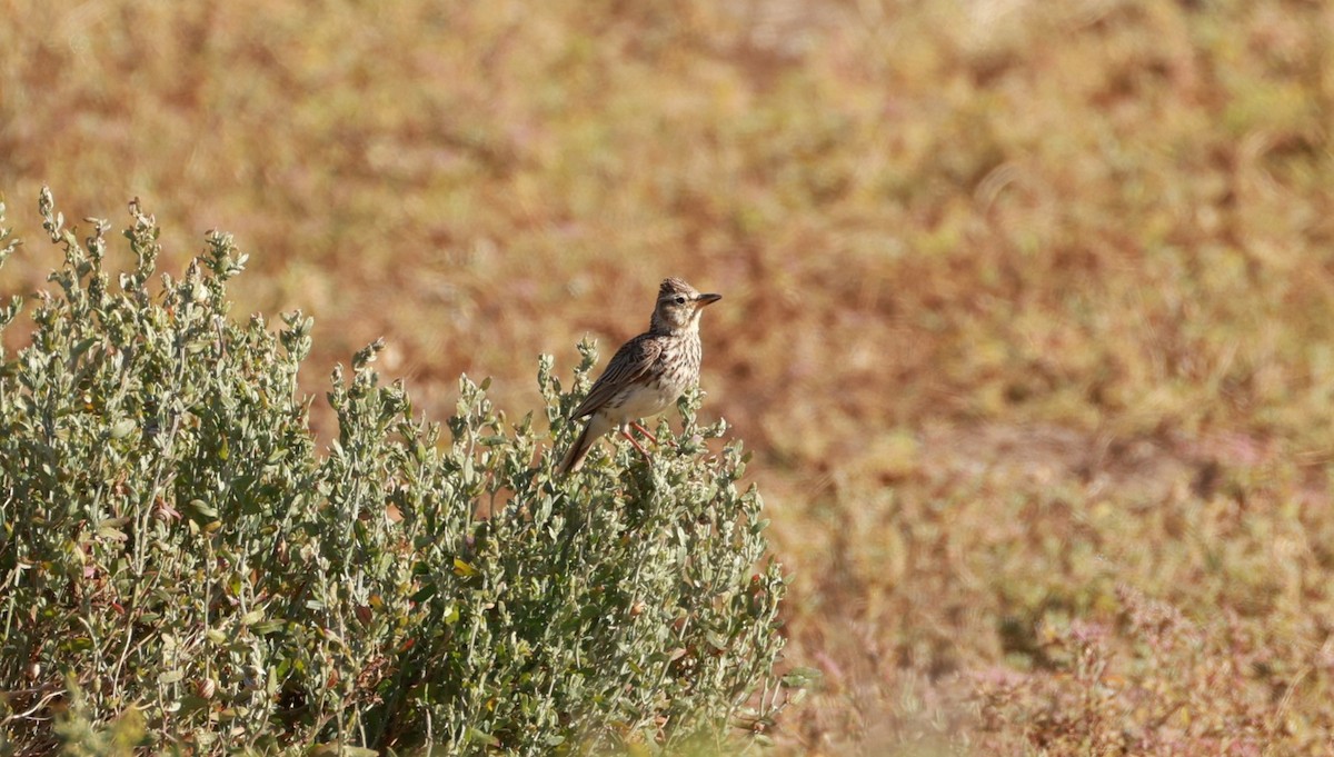 Large-billed Lark - ML646435148