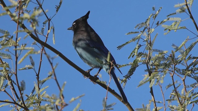 Steller Kargası [diademata grubu] - ML646435149