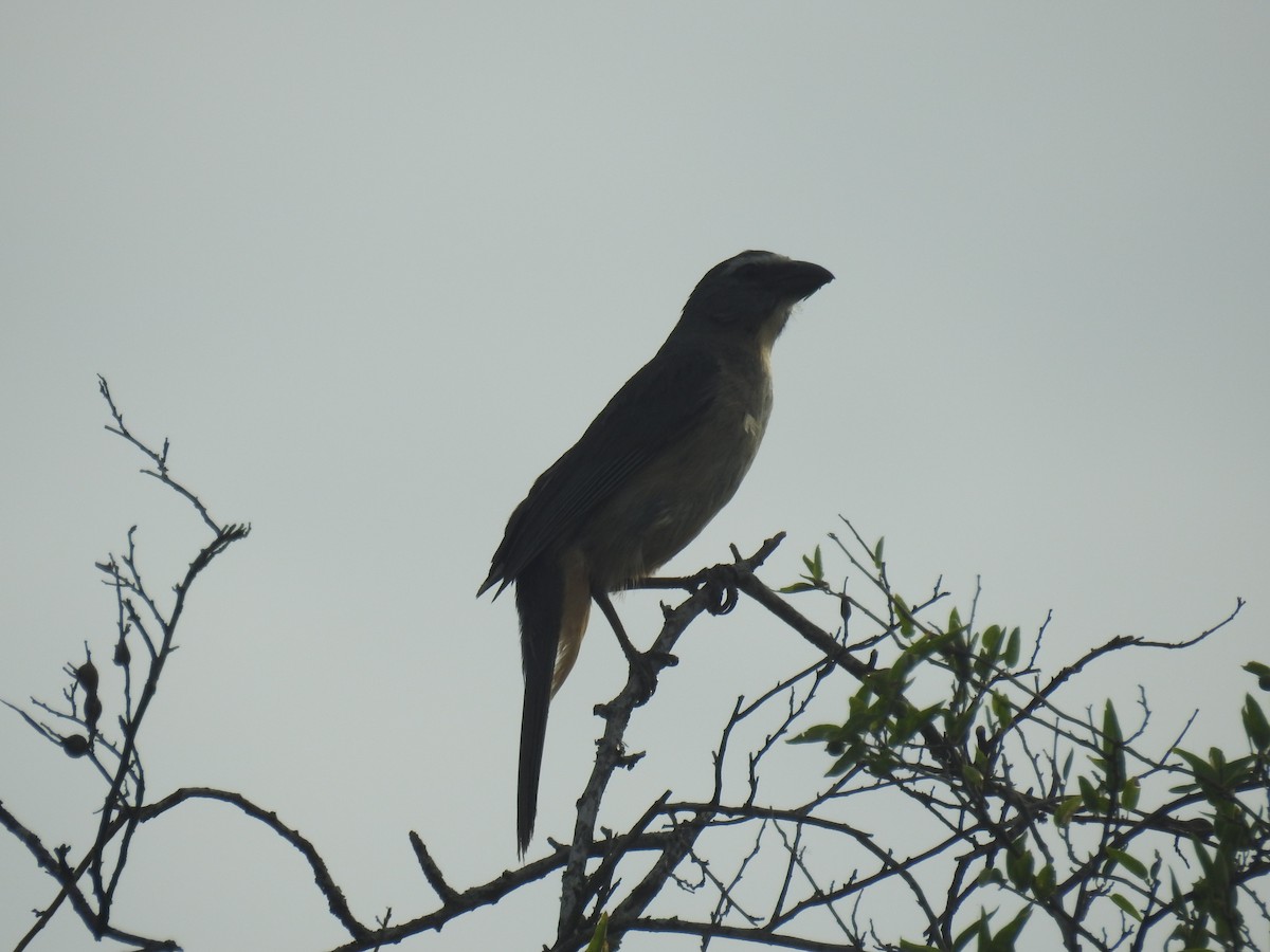 Bluish-gray Saltator - ML646435150