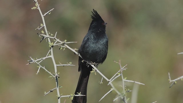 Kara Faynopepla - ML646435152