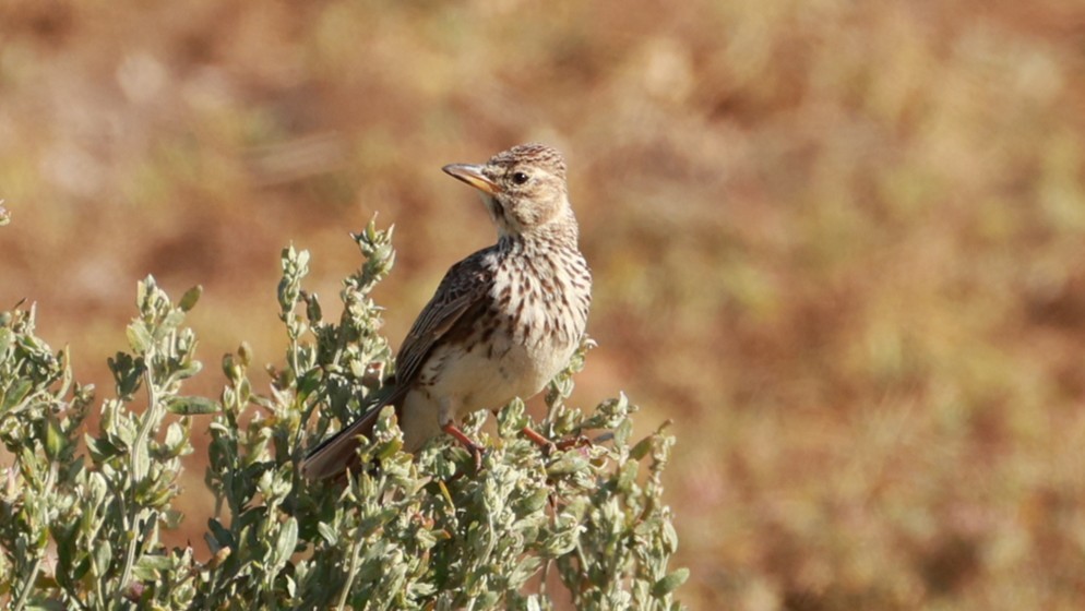 Large-billed Lark - ML646435153