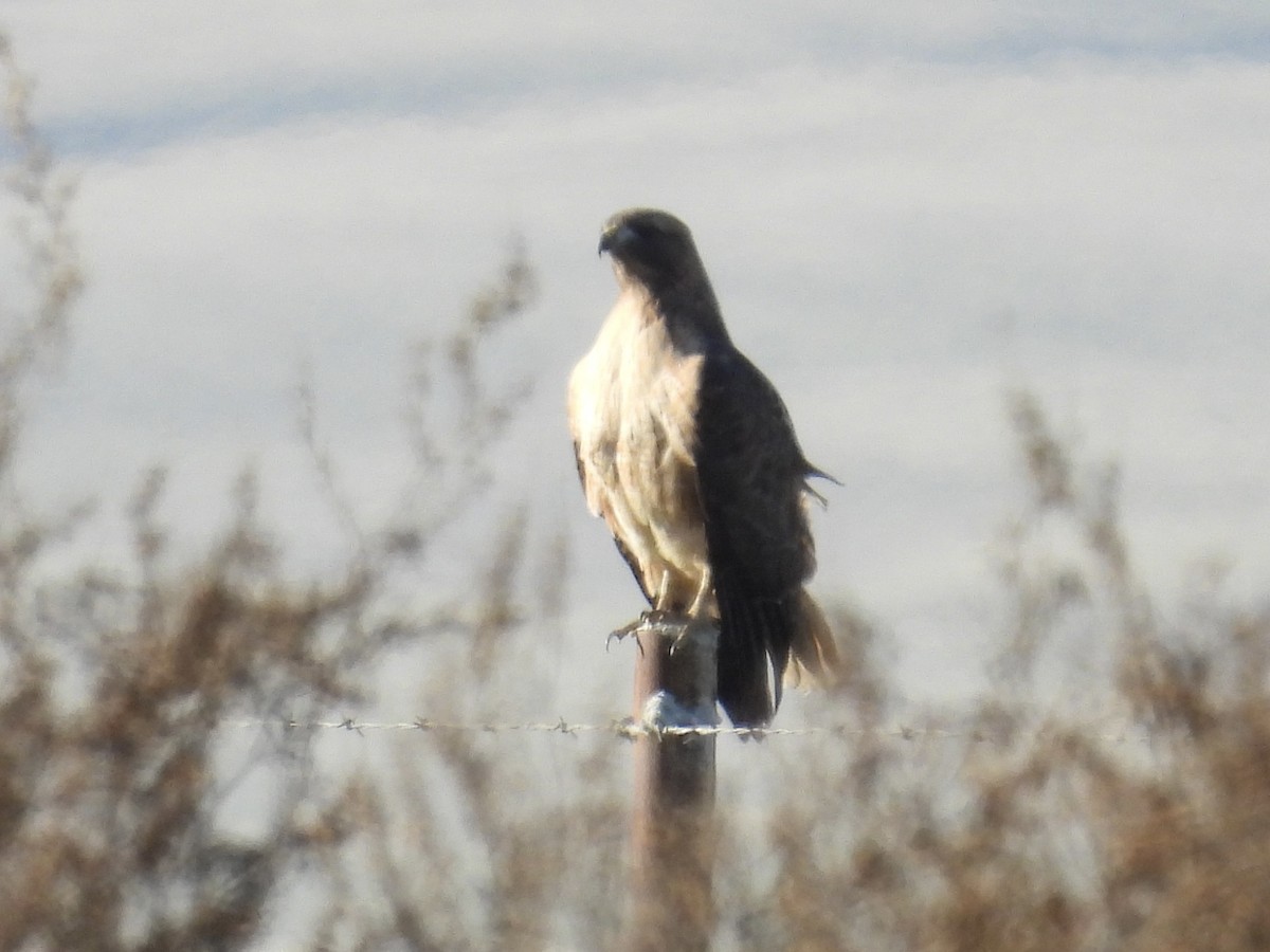 Red-tailed Hawk - ML646435157