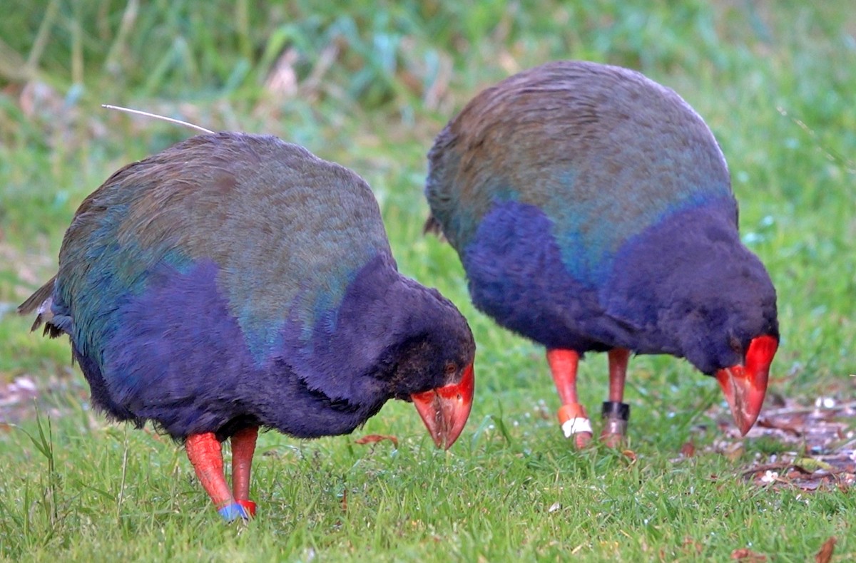 Такахе південний - ML646435158