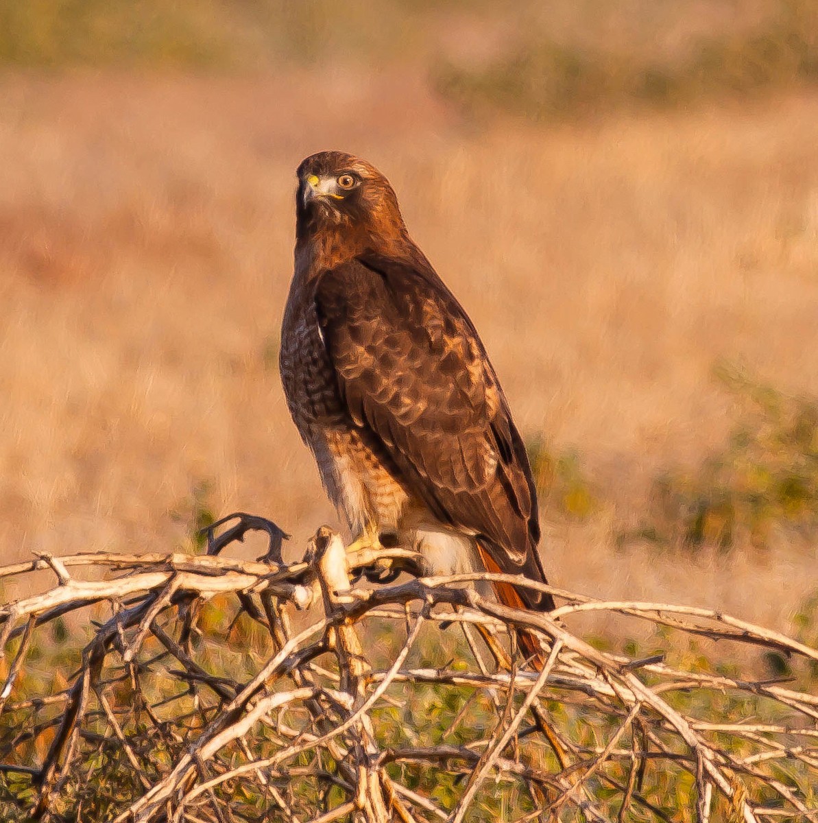 Red-tailed Hawk - ML646435159
