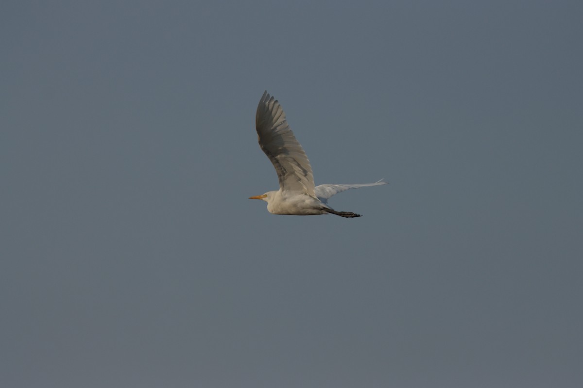 Airone guardabuoi - ML646435161