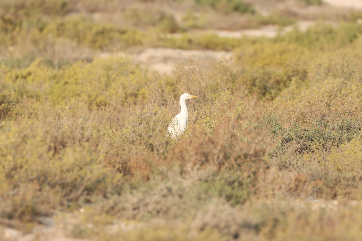 Airone guardabuoi - ML646435162