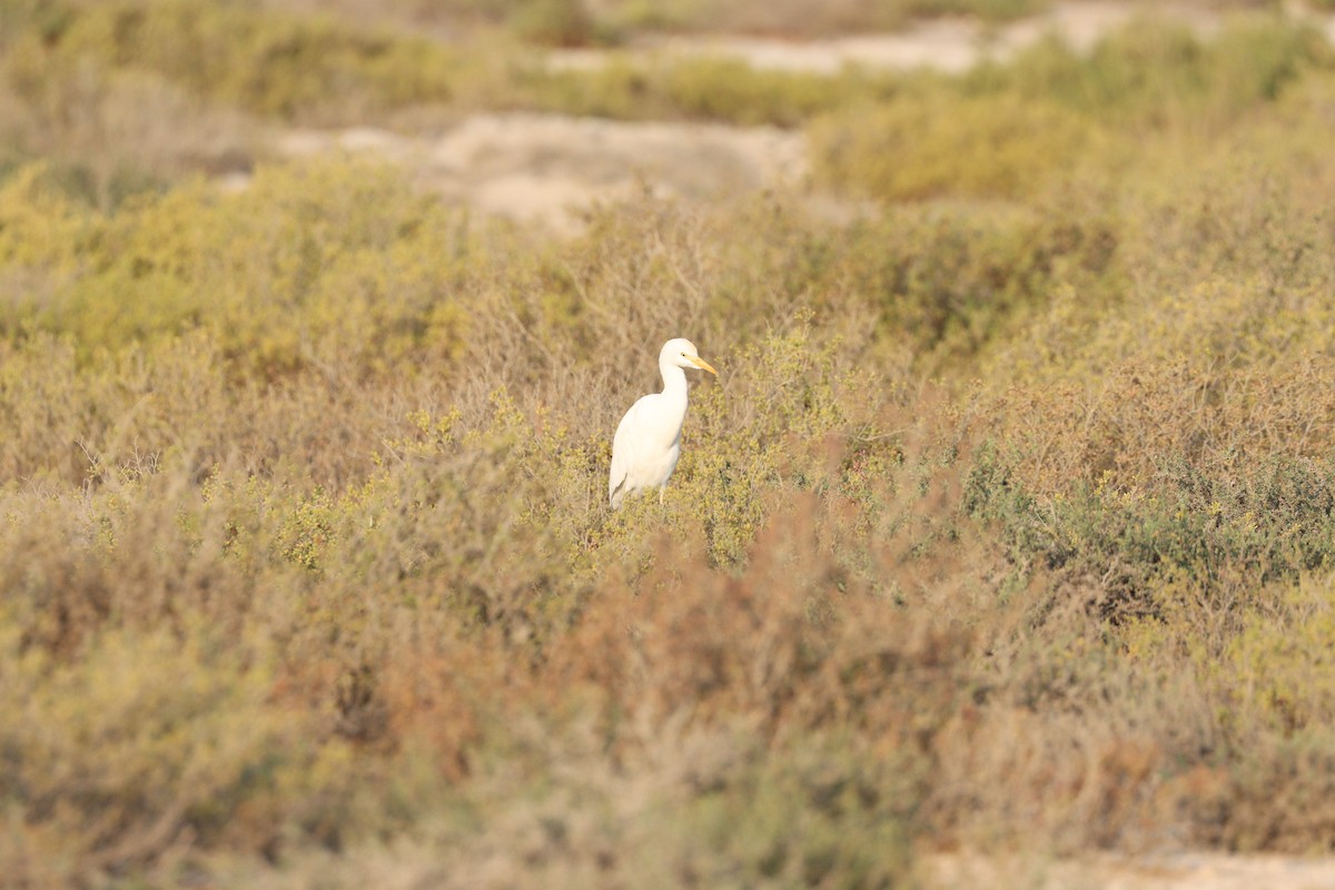 Airone guardabuoi - ML646435163