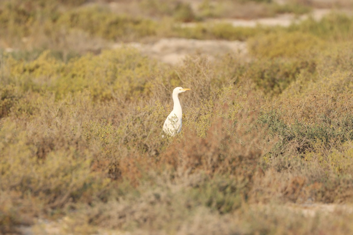 Airone guardabuoi - ML646435164