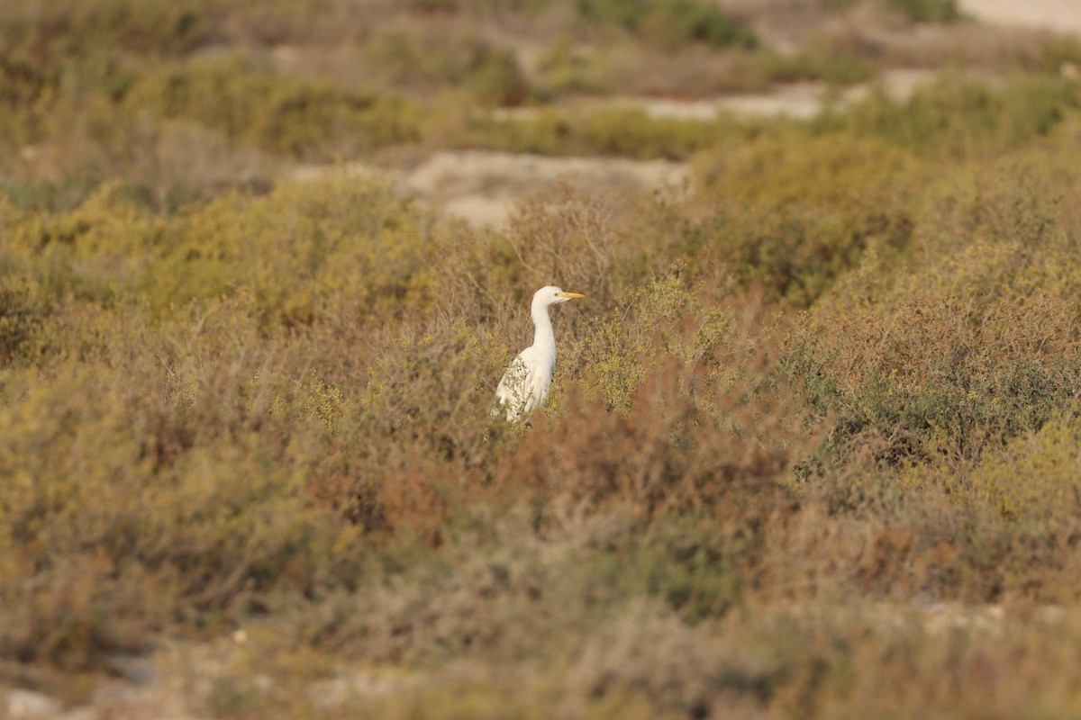 Airone guardabuoi - ML646435165