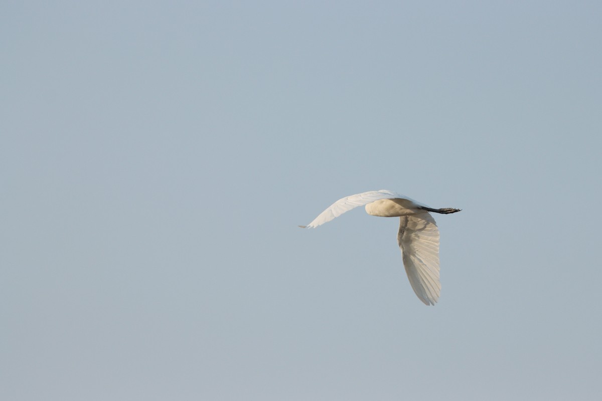 Airone guardabuoi - ML646435166