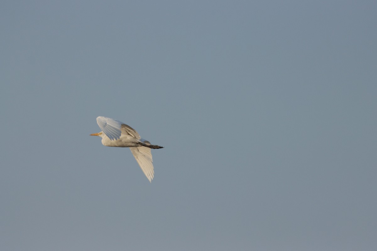 Airone guardabuoi - ML646435167