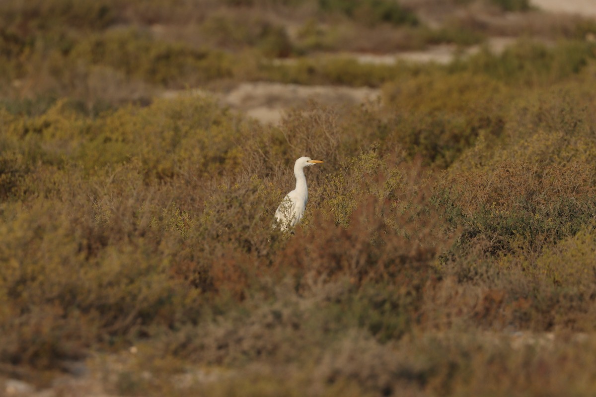 Airone guardabuoi - ML646435168