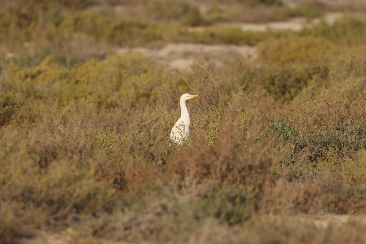 Airone guardabuoi - ML646435169