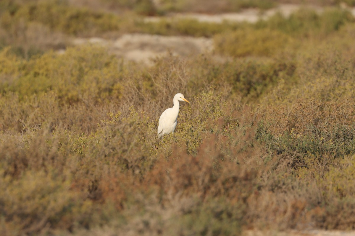 Airone guardabuoi - ML646435170