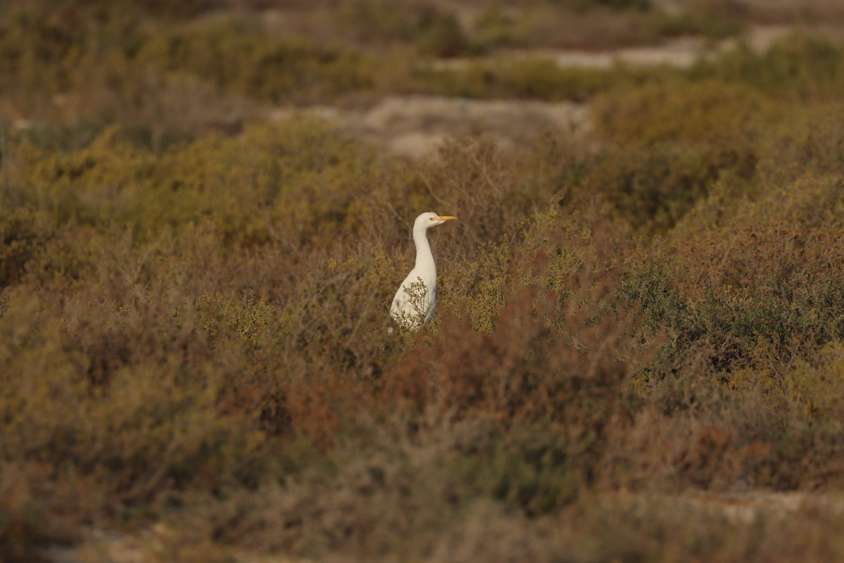 Египетская цапля - ML646435171