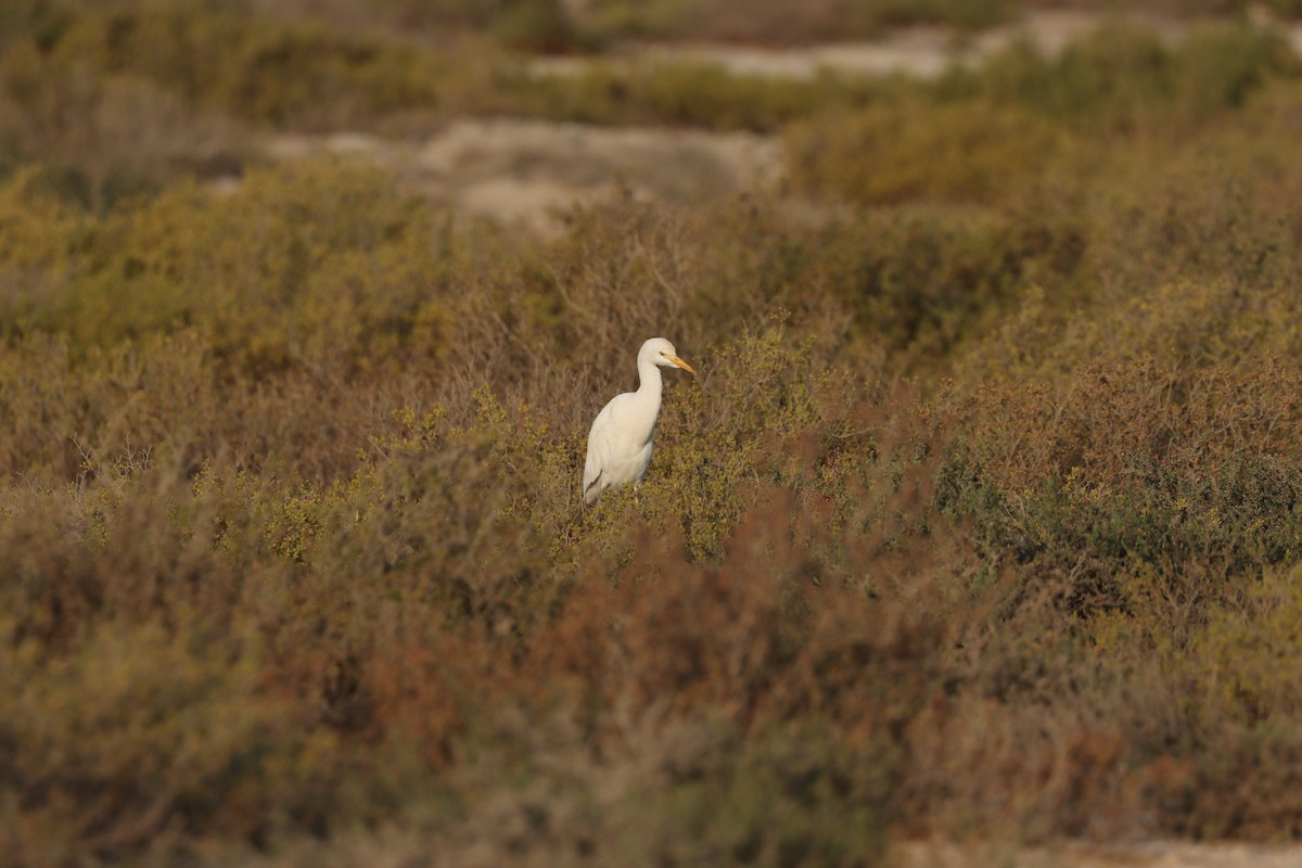 Египетская цапля - ML646435172
