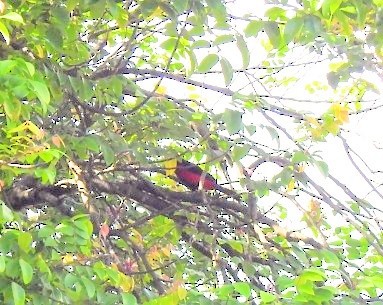 Crimson-backed Tanager - ML646435173