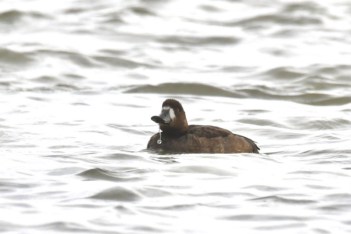 Greater Scaup - ML646435176