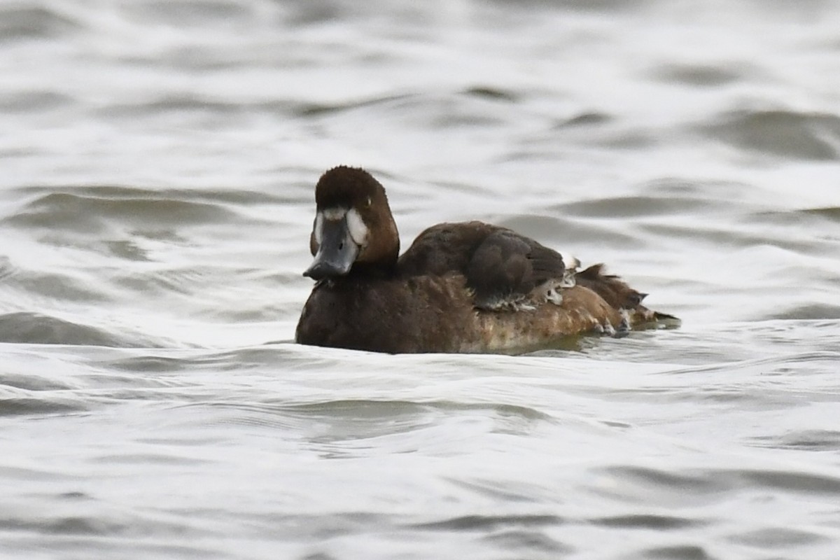 Greater Scaup - ML646435181