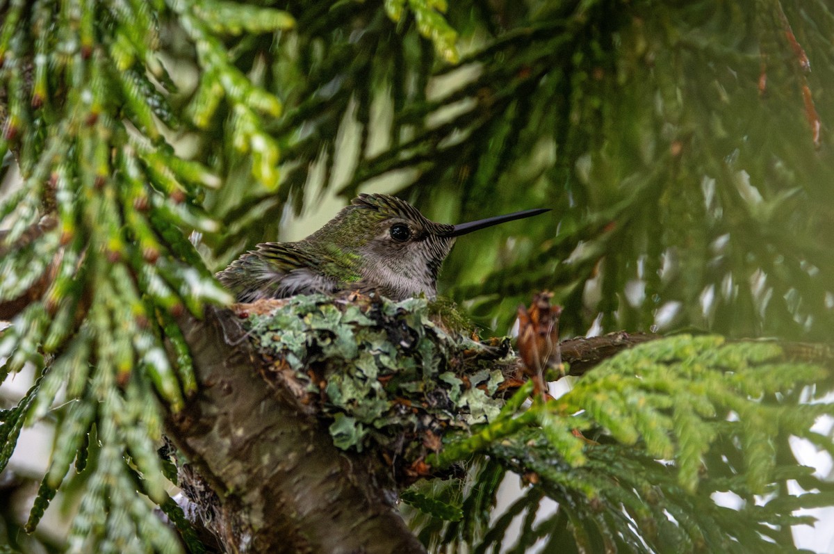 Anna's Hummingbird - ML646435183