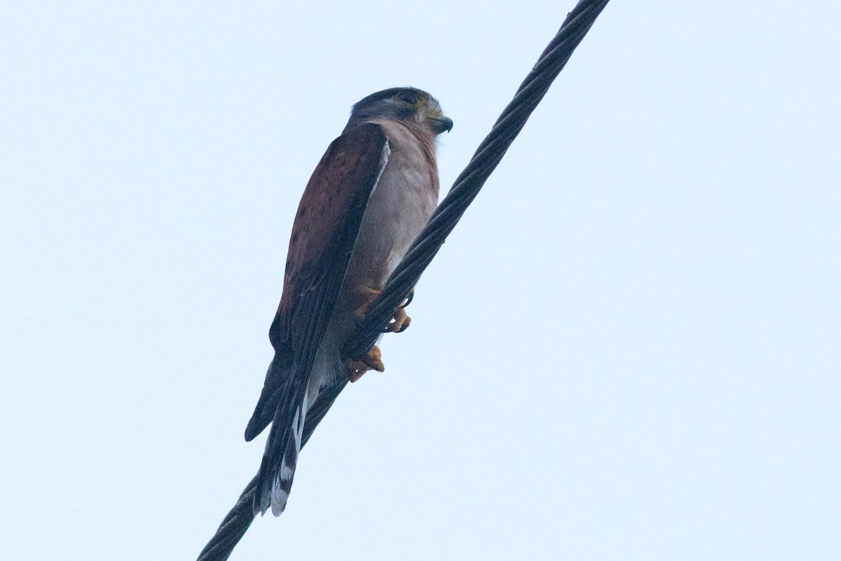 Seychelles Kestrel - ML646435184