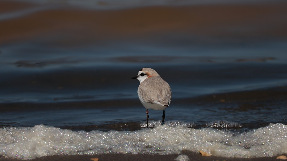 Chestnut-banded Plover - ML646435186