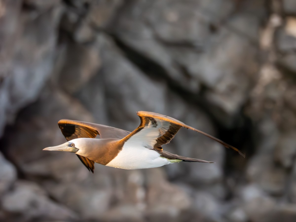 Cocos Booby - ML646435191