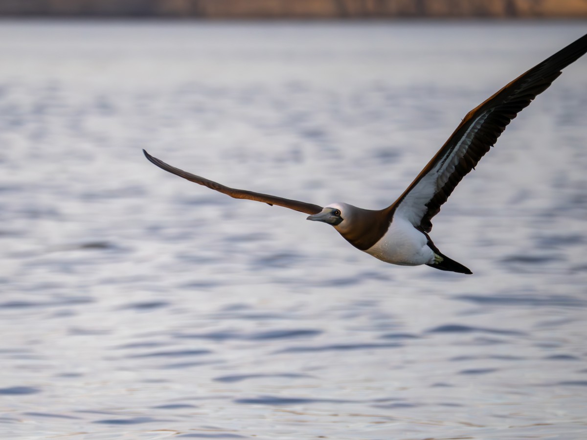 Cocos Booby - ML646435193