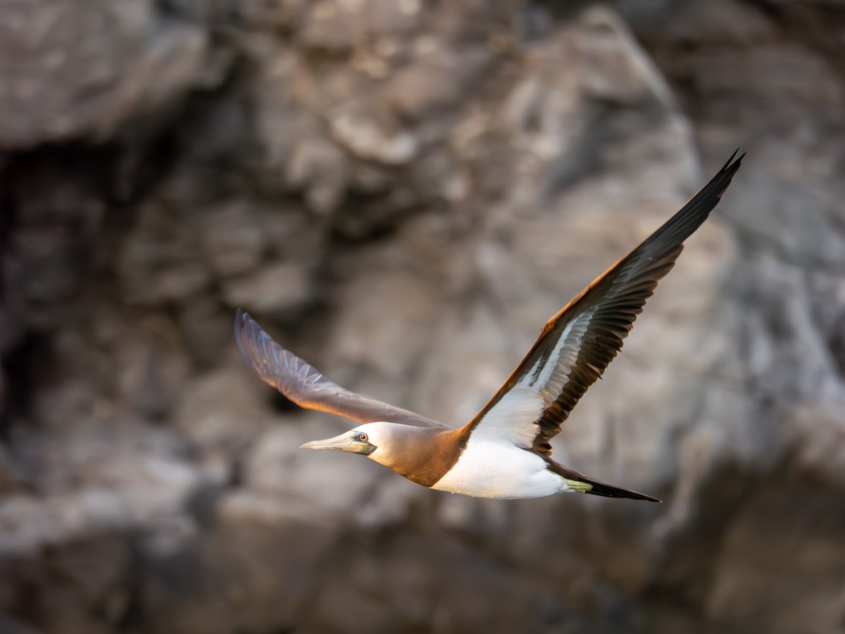 Cocos Booby - ML646435194