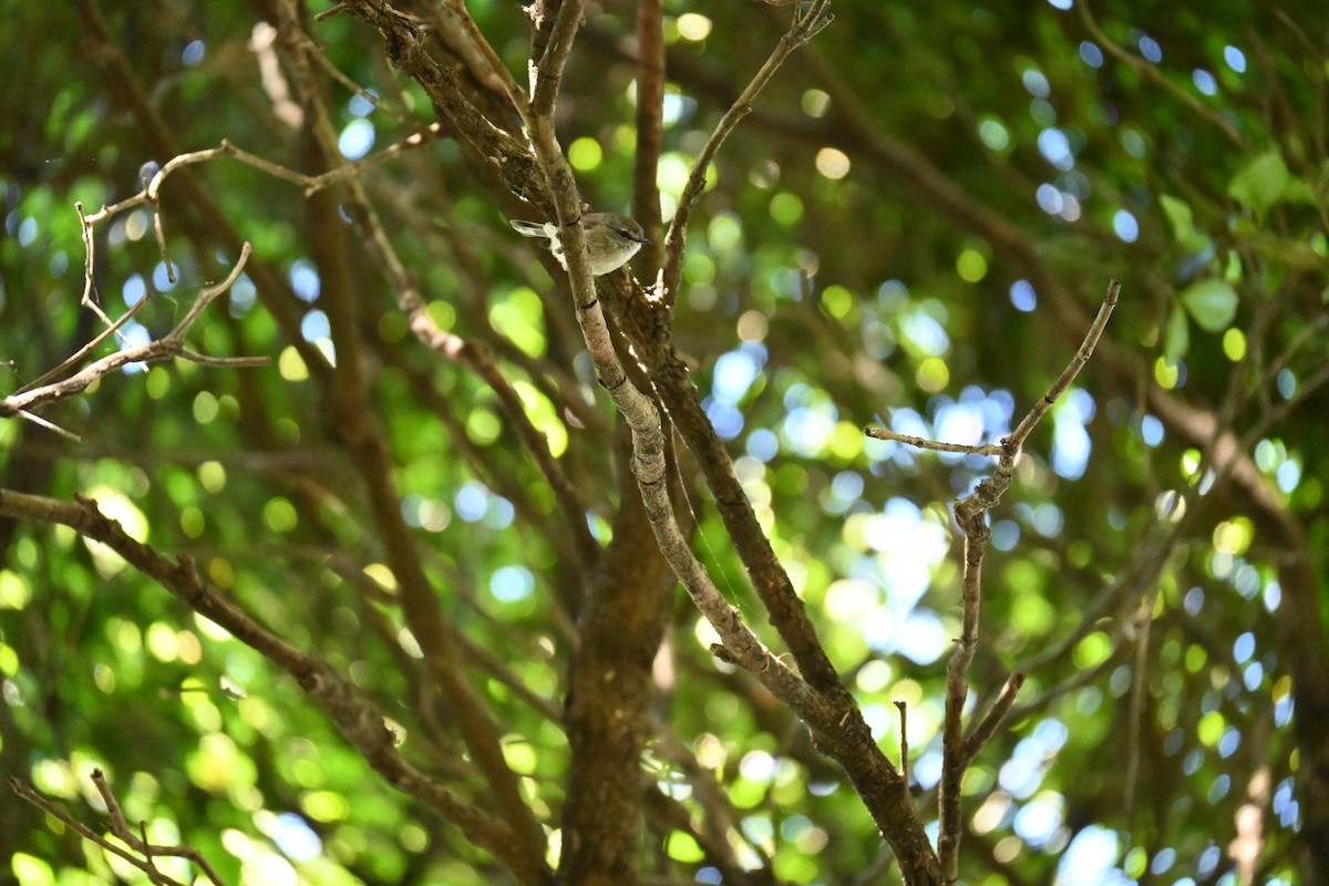 Серощёкая геригона - ML646435195