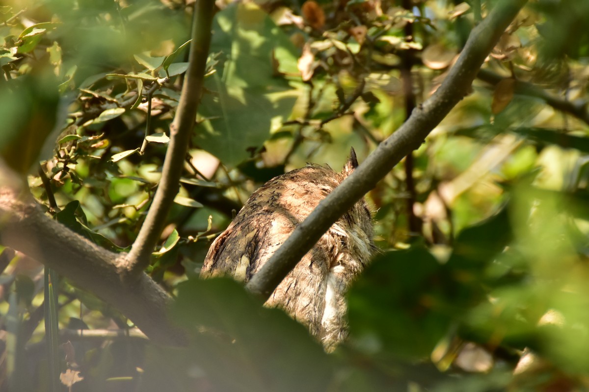 Индийская совка - ML646435197