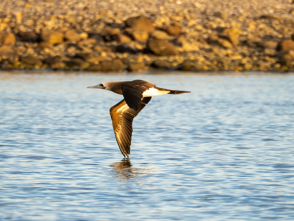 Cocos Booby - ML646435198