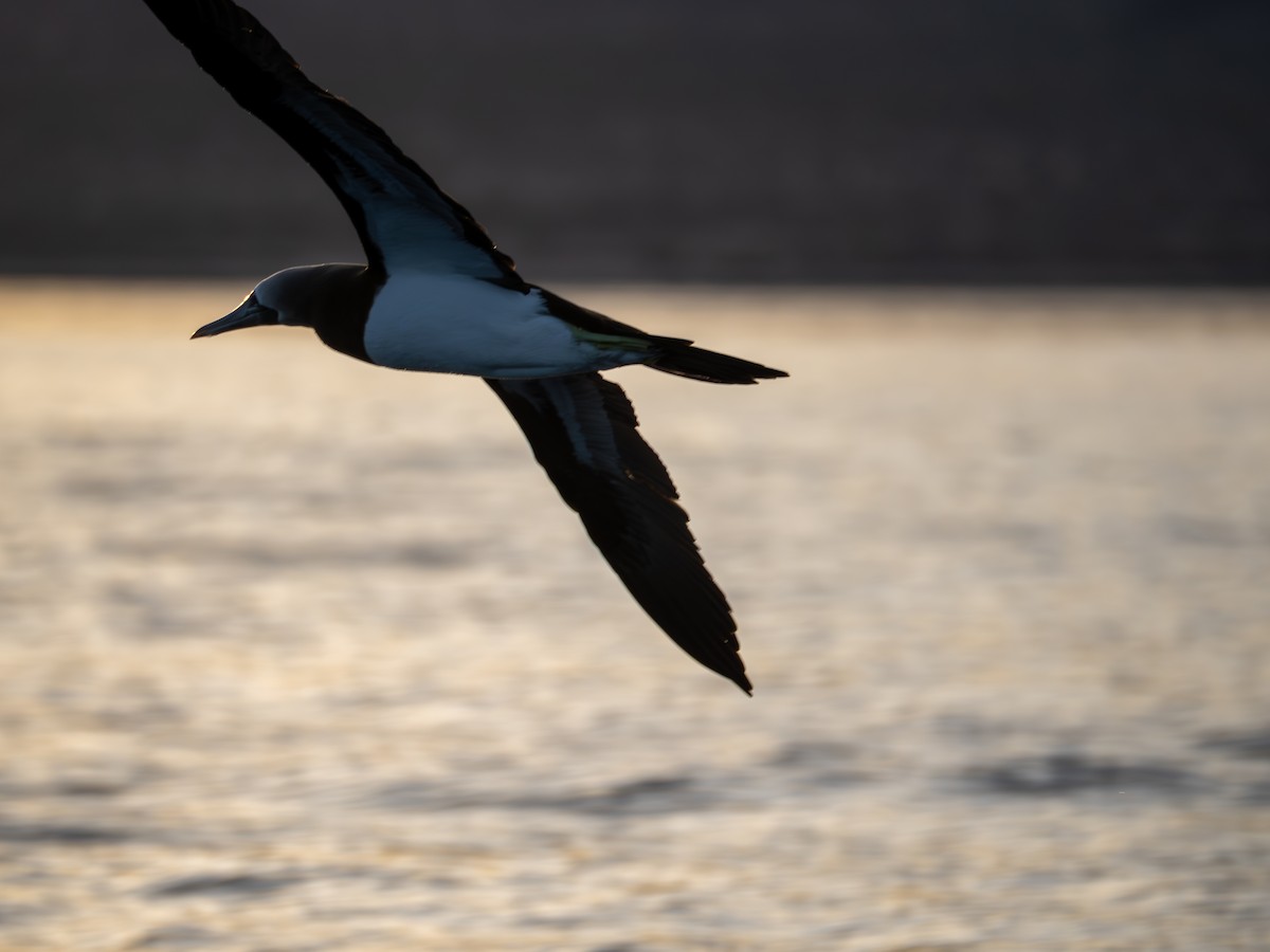 Cocos Booby - ML646435199