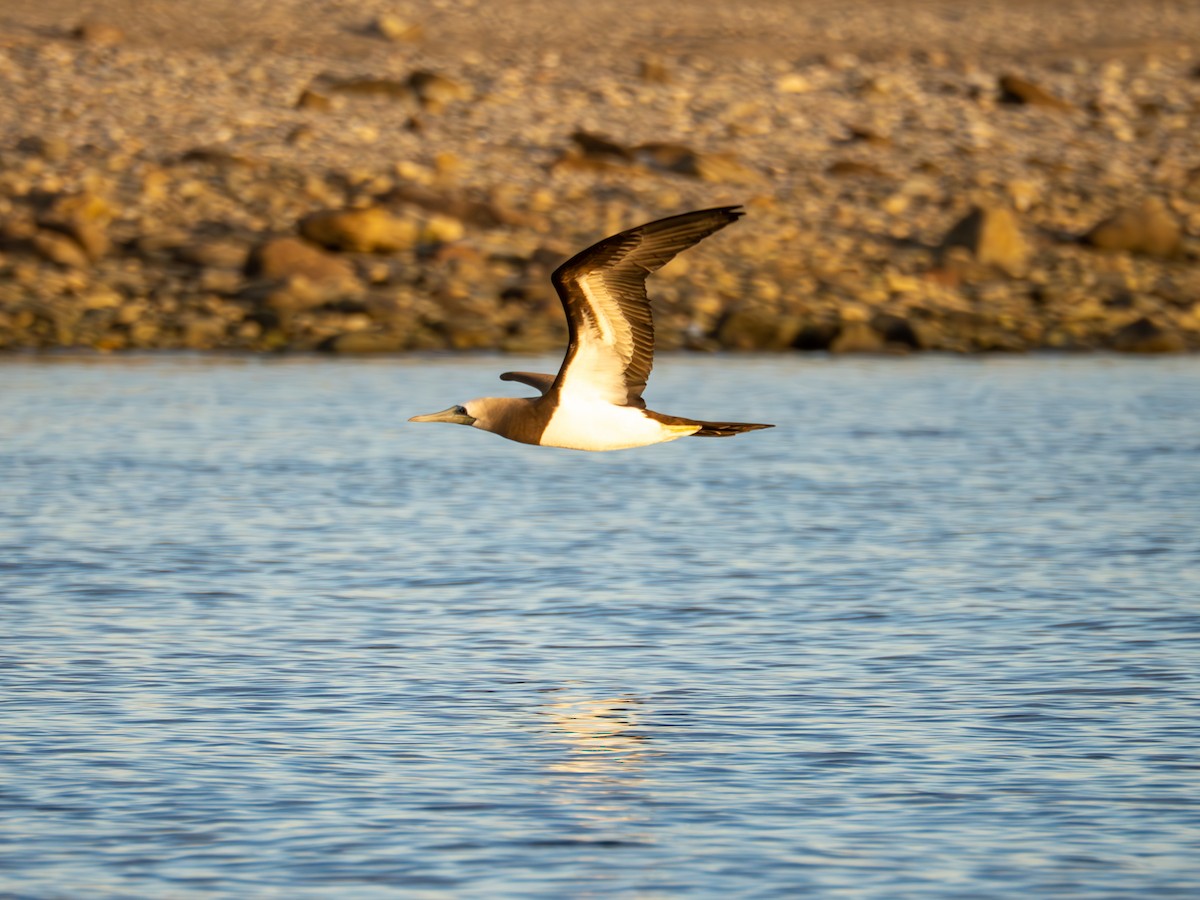 Cocos Booby - ML646435200