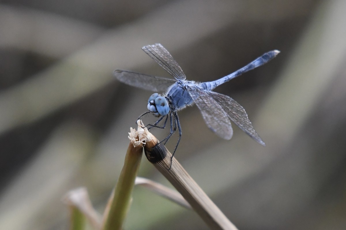 Chalky Percher - ML646435202