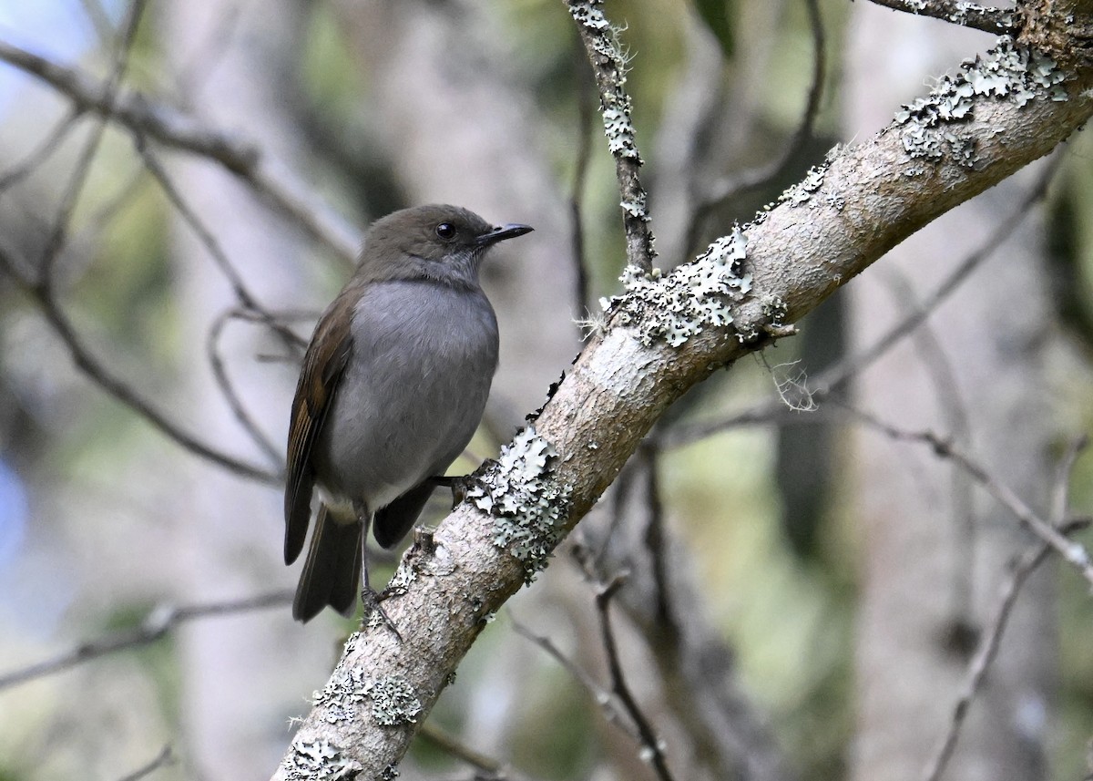 Омао - ML646435206