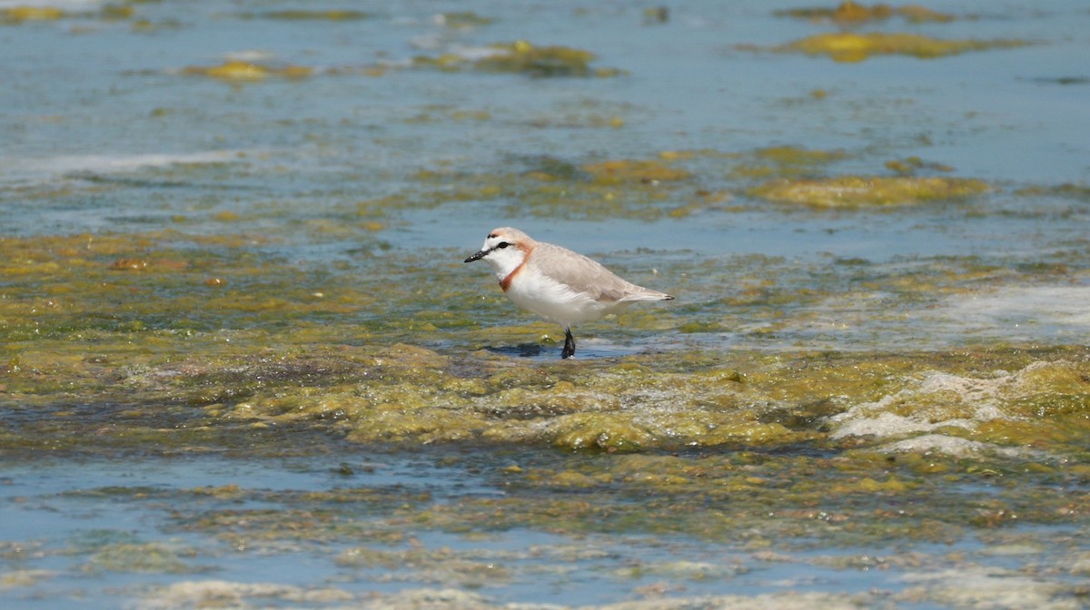 Краснополосый зуёк - ML646435211