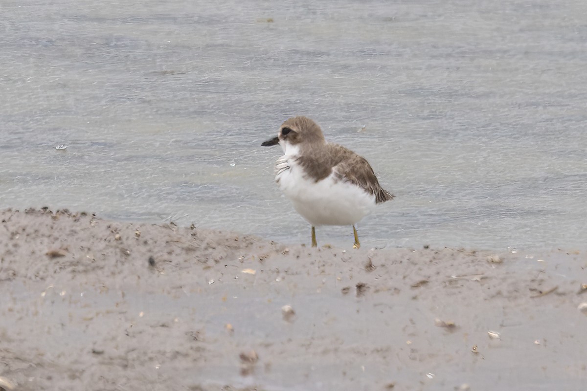 Tibetan Sand-Plover - ML646435213