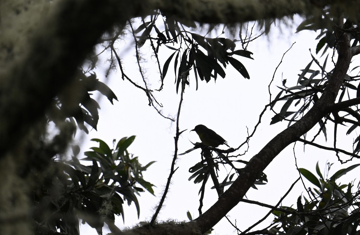 Акиполау - ML646435214