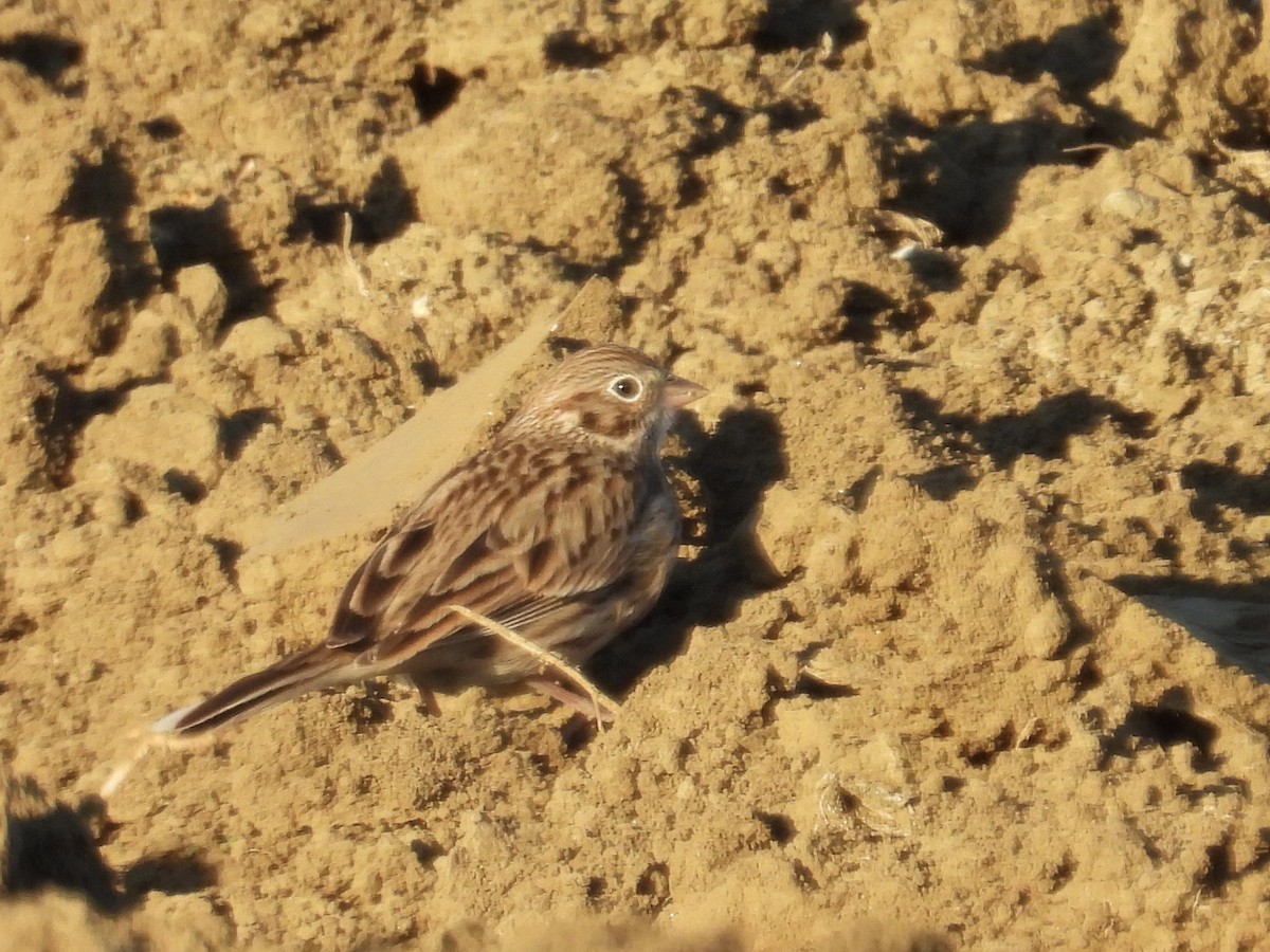 Вечерняя овсянка - ML646435215