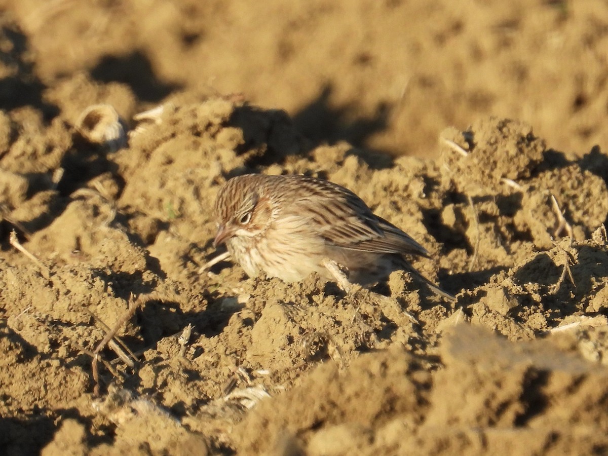 Вечерняя овсянка - ML646435216