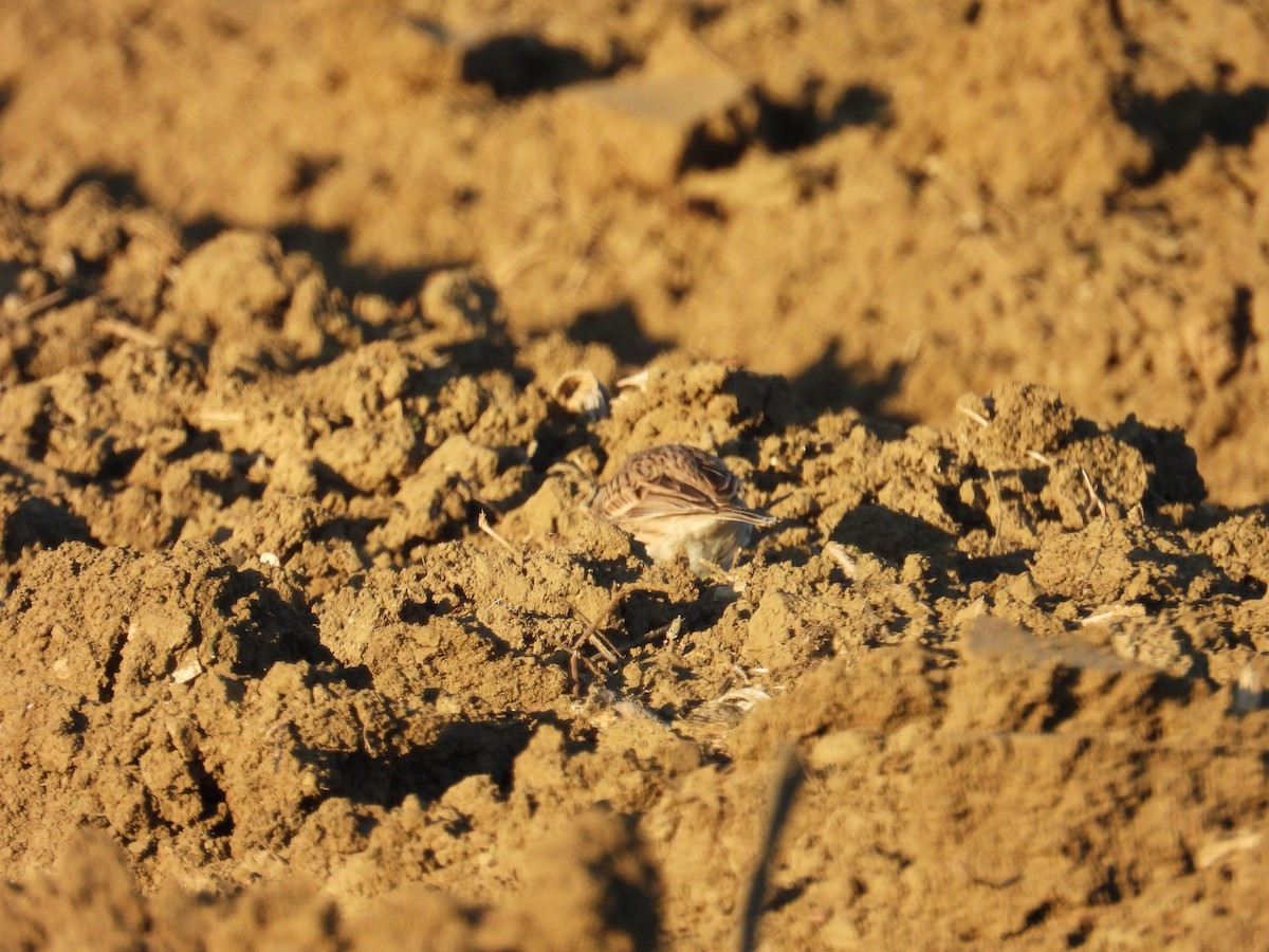 Вечерняя овсянка - ML646435217