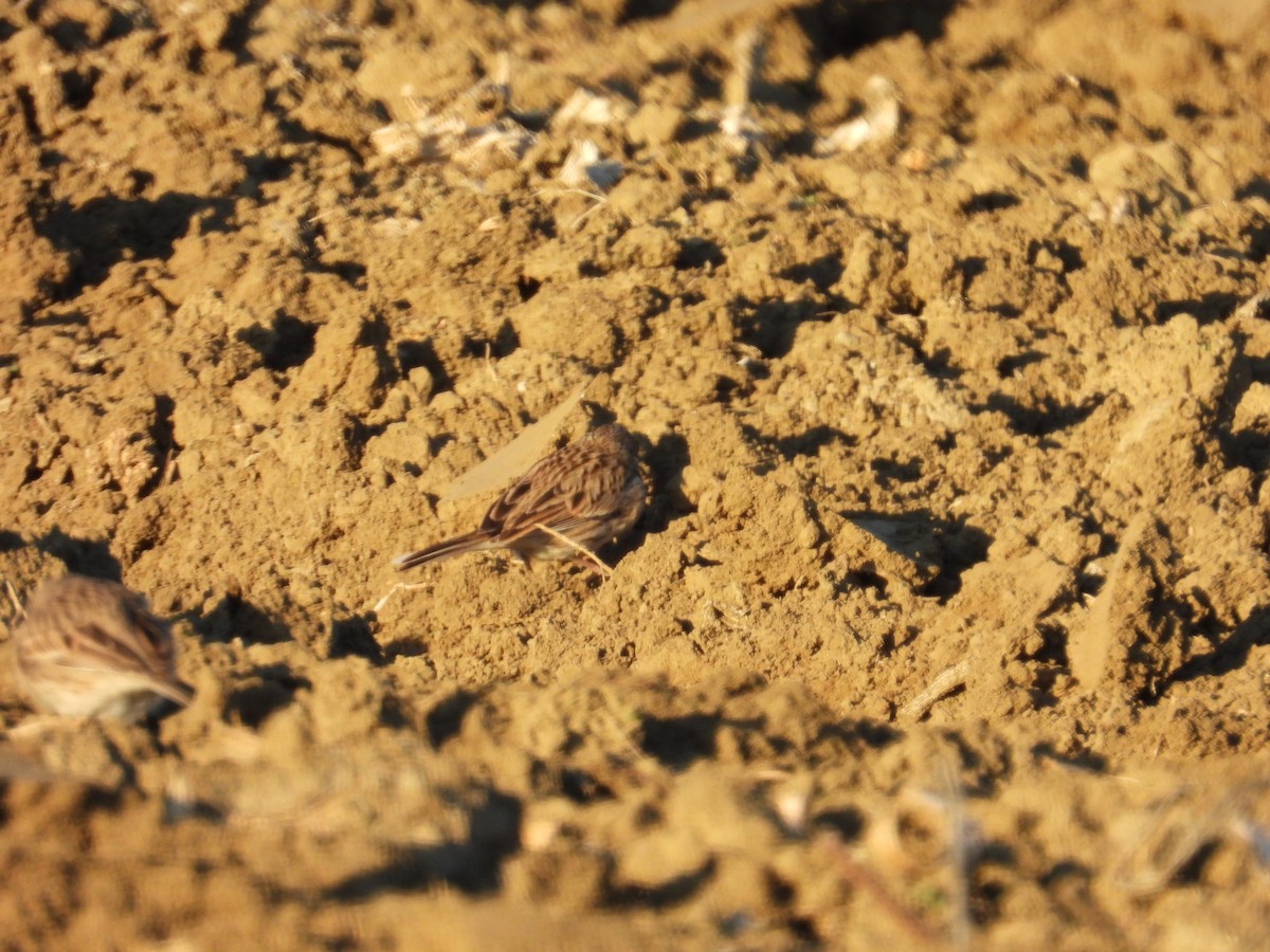 Вечерняя овсянка - ML646435218