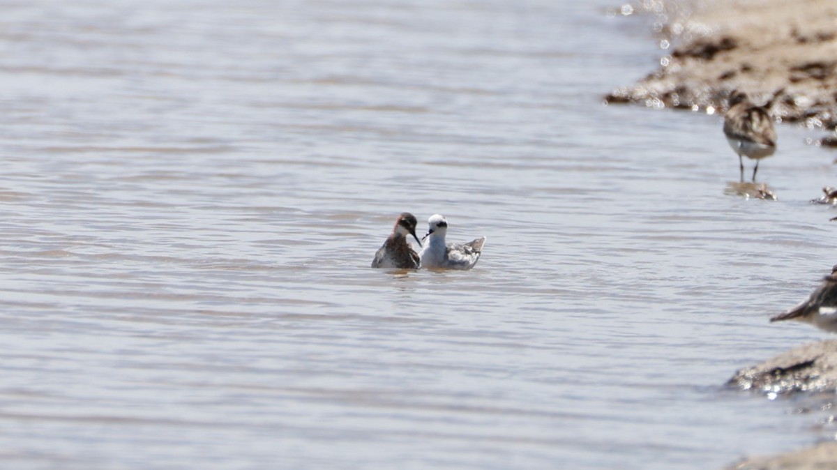 Круглоносый плавунчик - ML646435219