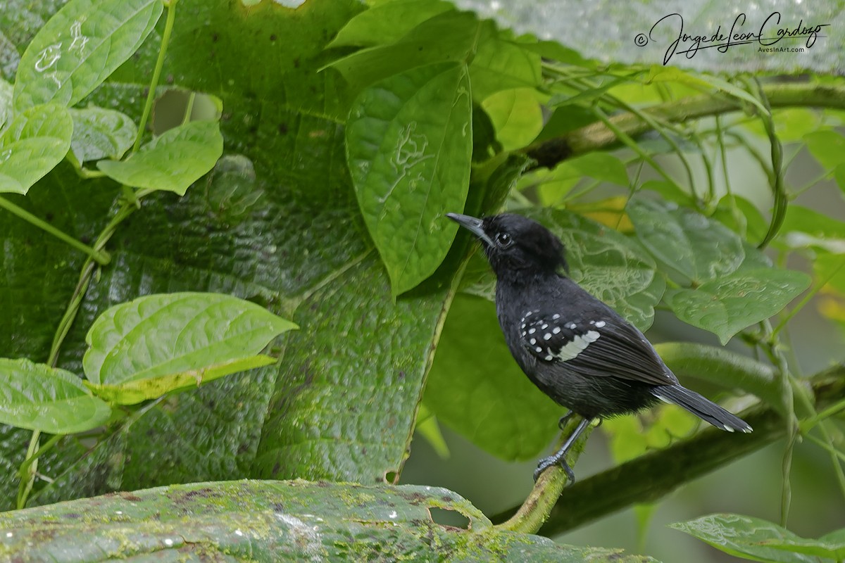 Бархатный алапи - ML646435220