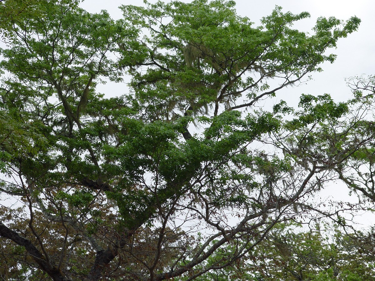 Tejedor Cabeciverde - ML646435221