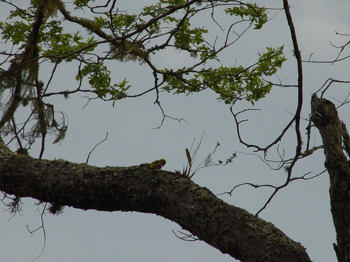 Tejedor Cabeciverde - ML646435222