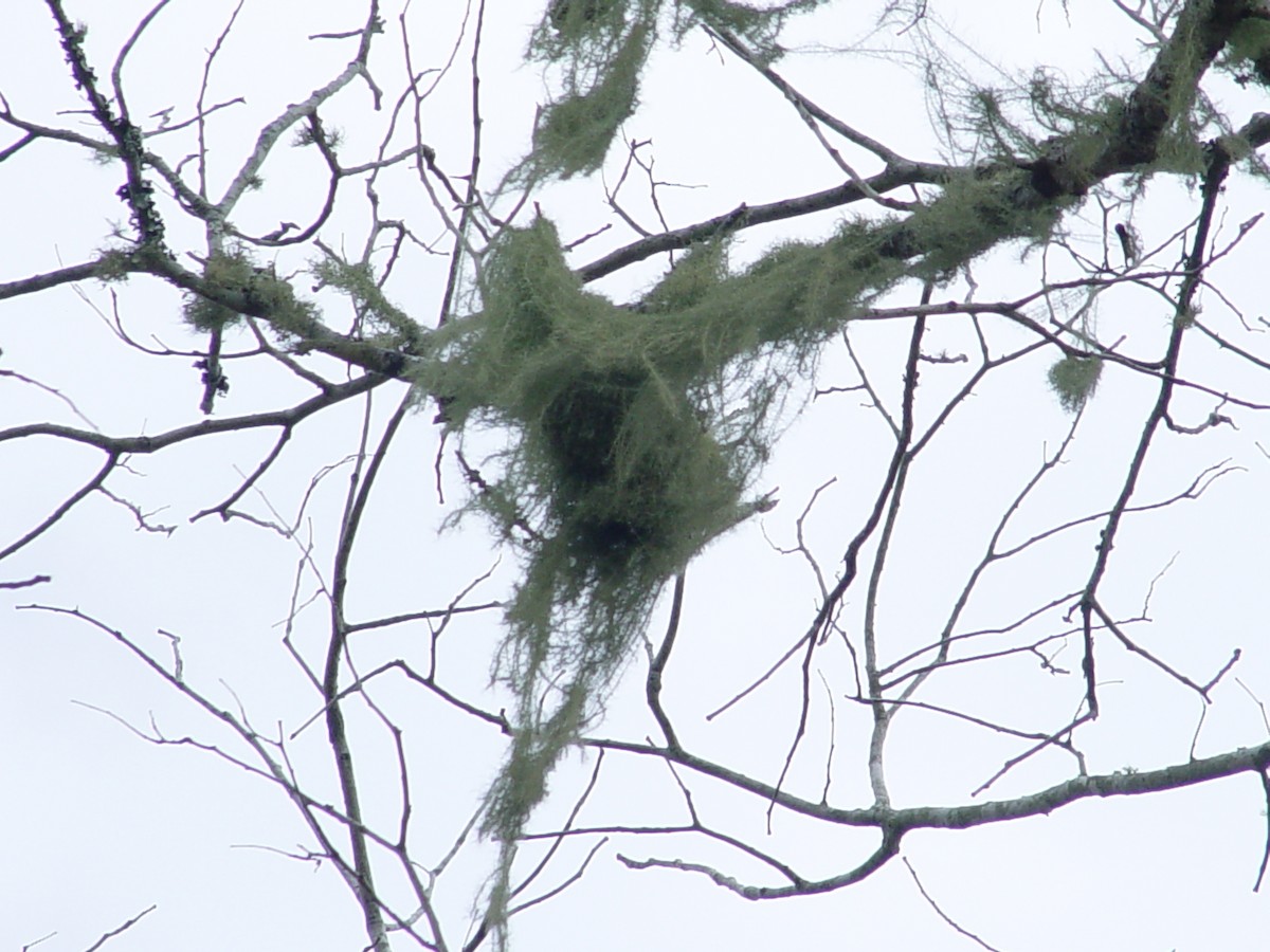 Tejedor Cabeciverde - ML646435223