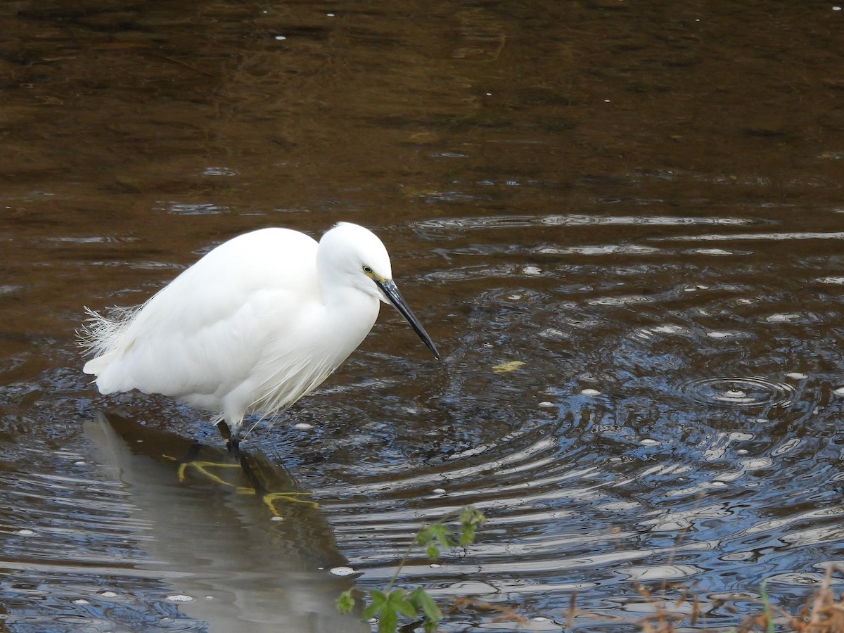 Малая белая цапля - ML646435224